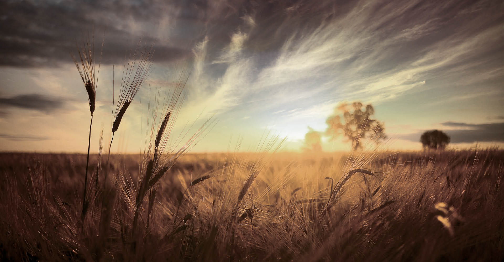 Immagine di un campo di grano al tramonto